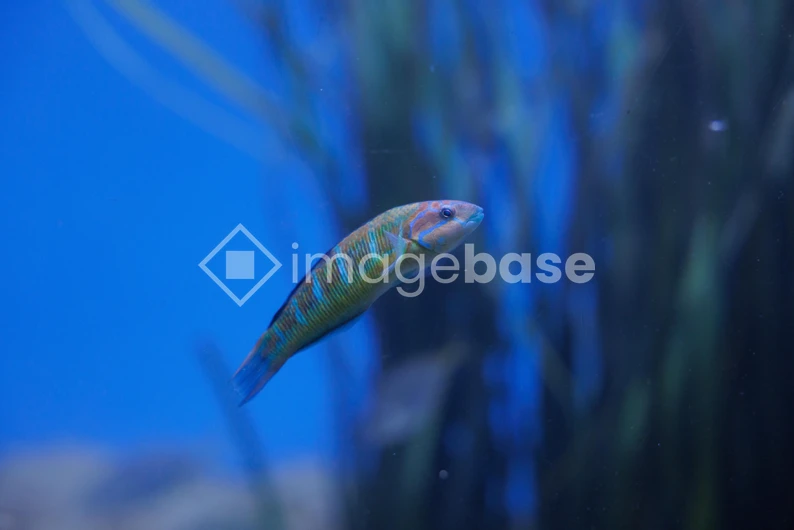 Colorful Fish in Water