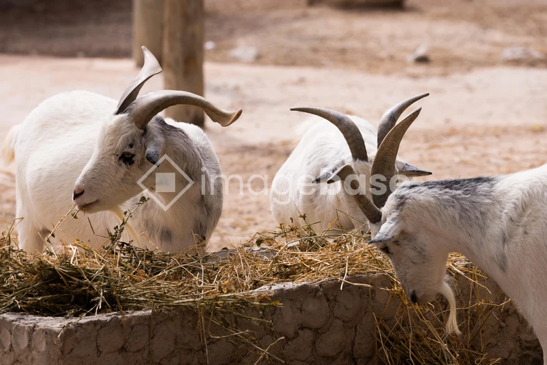 Goats Feeding on Hay