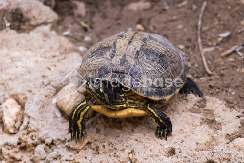 Turtle on Rocky Ground