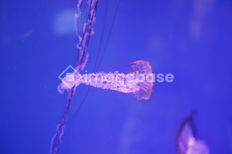 Graceful Jellyfish