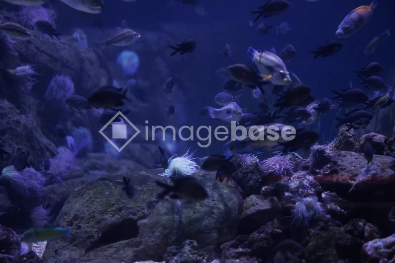 Underwater Aquarium Scene