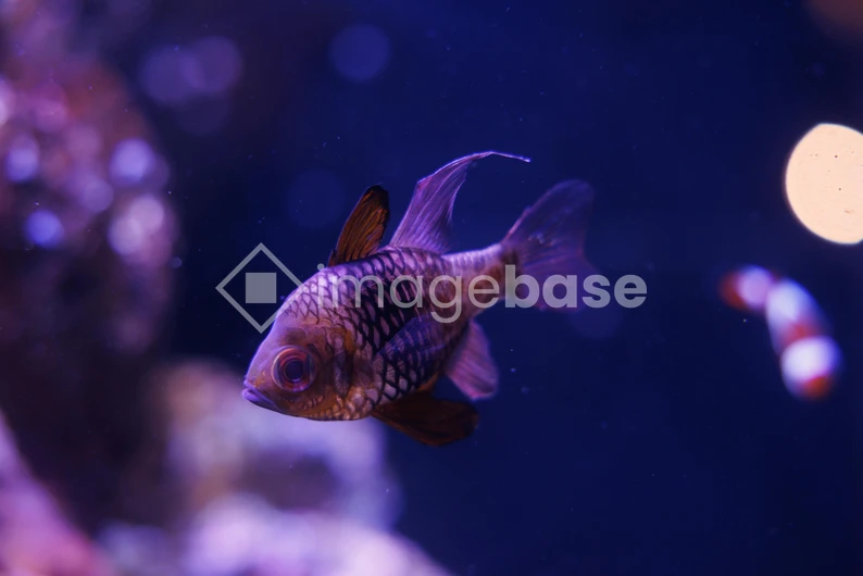 Aquarium Fish Underwater