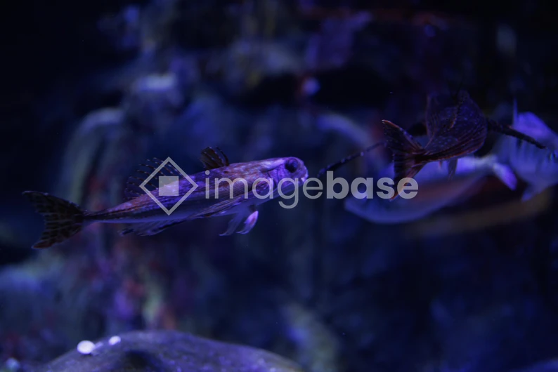 Underwater Fish Scene