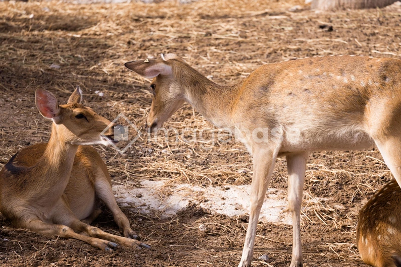 Deer Interaction