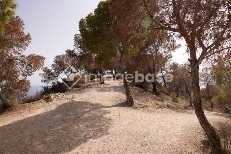 Serene Forest Path