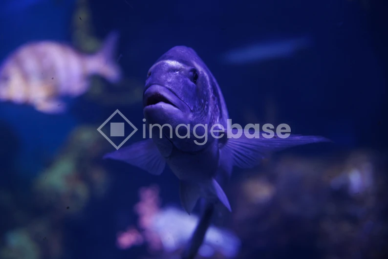 Aquatic Life