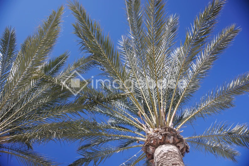 Palm Trees Under Clear Sky