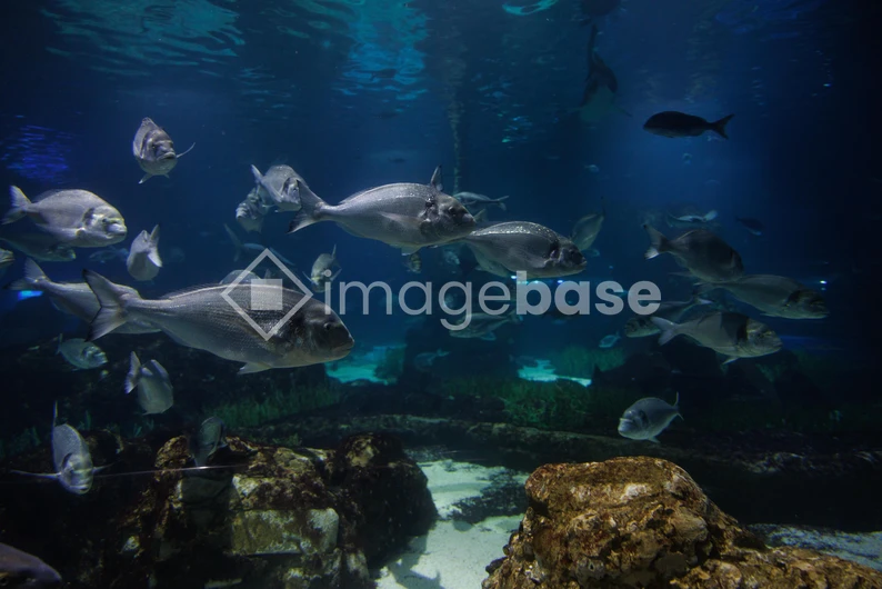 Underwater Marine Life