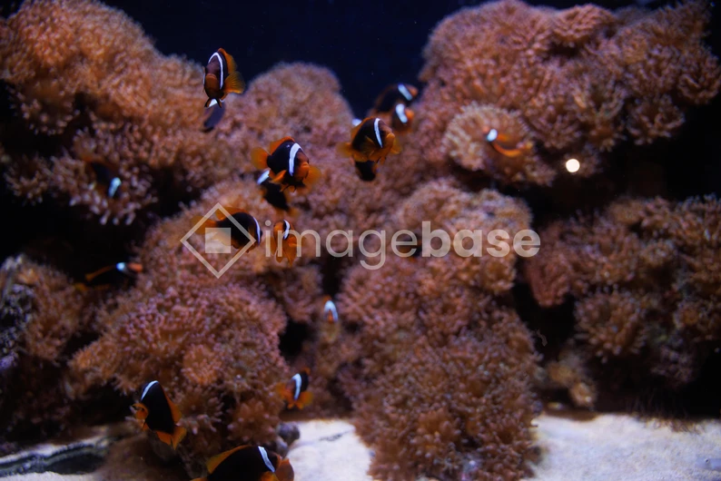 Clownfish and Coral