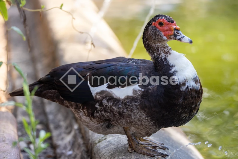 Close-up of a Muscovy Duck