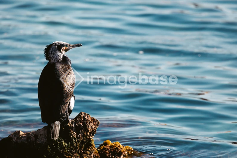 Cormorant by the Sea