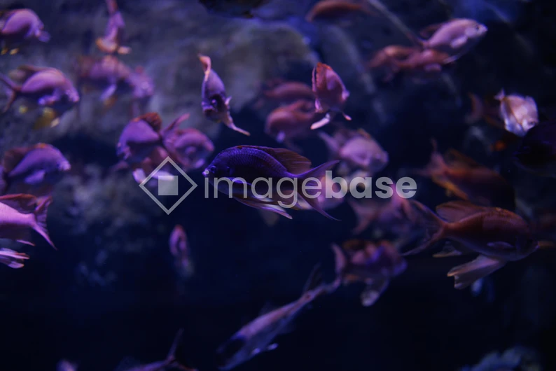 Enchanting Aquarium