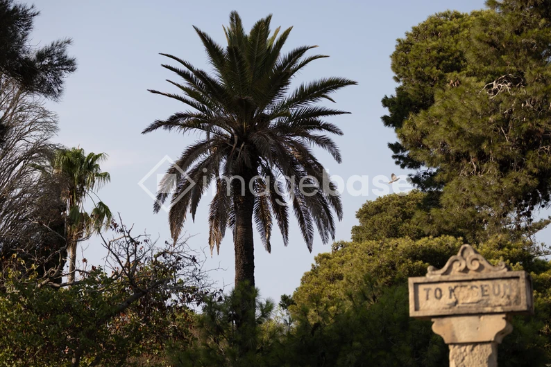 Tropical Landscape with Palm Trees