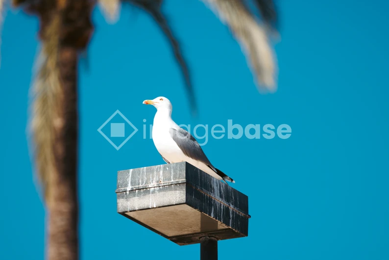 Seagull Perched on a Light
