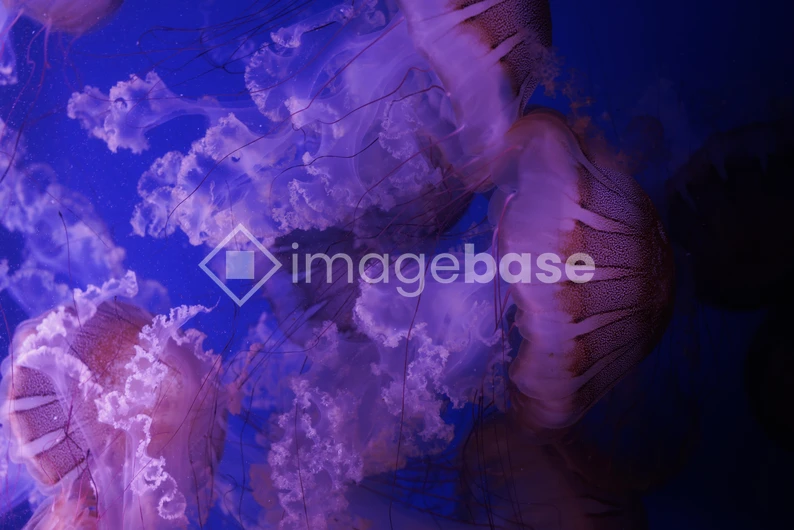 Ethereal Jellyfish