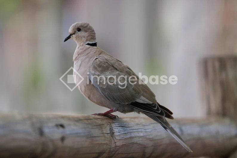 Perched Dove