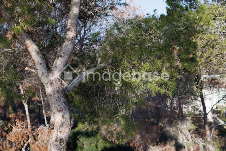 Serene Tree View