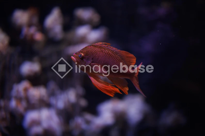 Colorful Fish in Aquarium