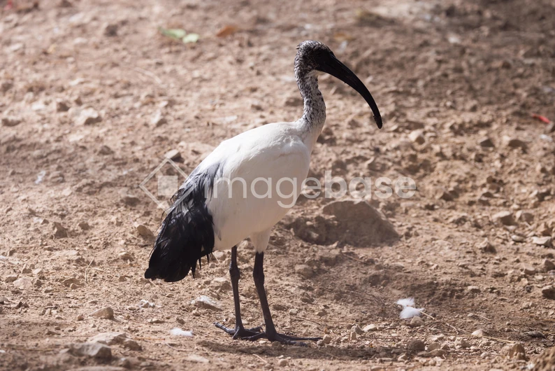 Solitary Bird on Sunlit Ground