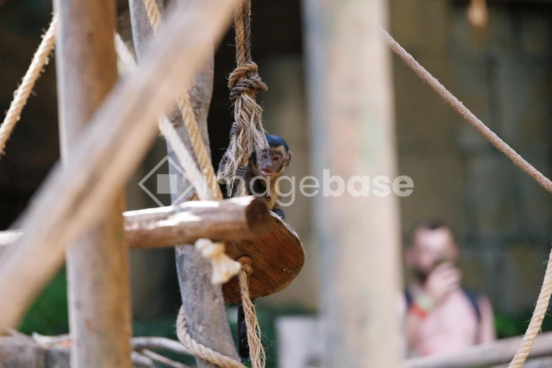 Playful Monkey on Rope