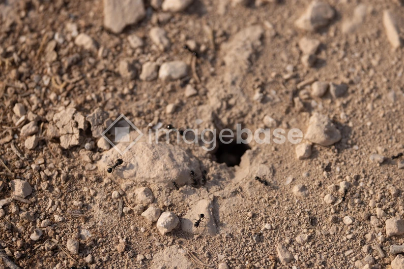 Ants on Sandy Terrain