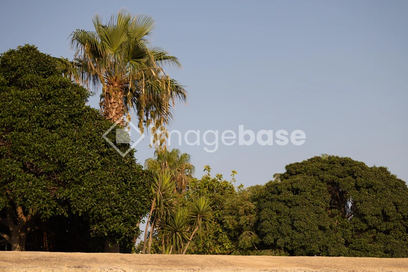 Tropical Trees under Blue Sky