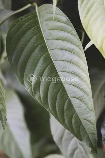 Close-Up of Leaf Texture