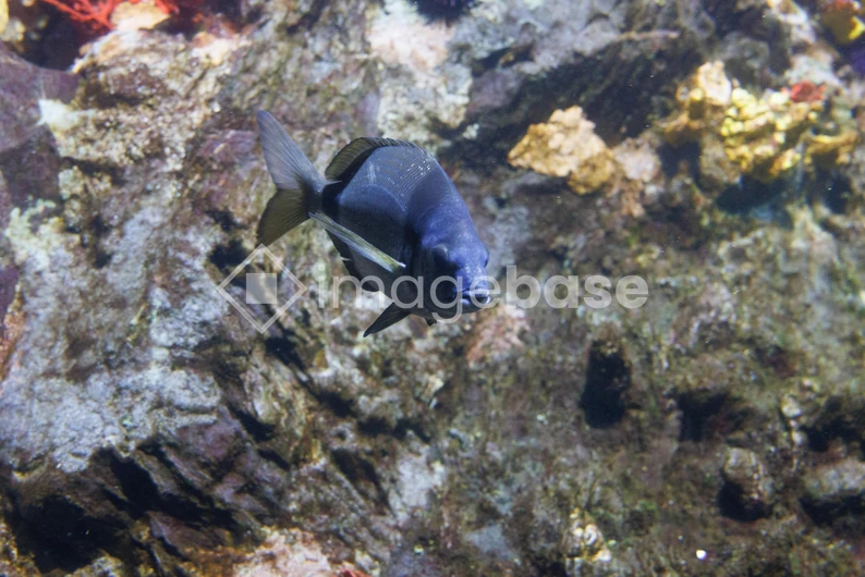 Underwater Scene with Fish