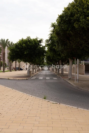 Tree-Lined Street