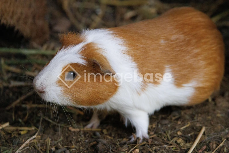 Guinea Pig in Natural Habitat