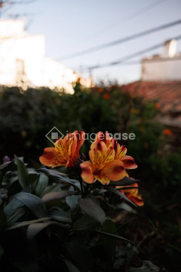 Vibrant Urban Blossoms