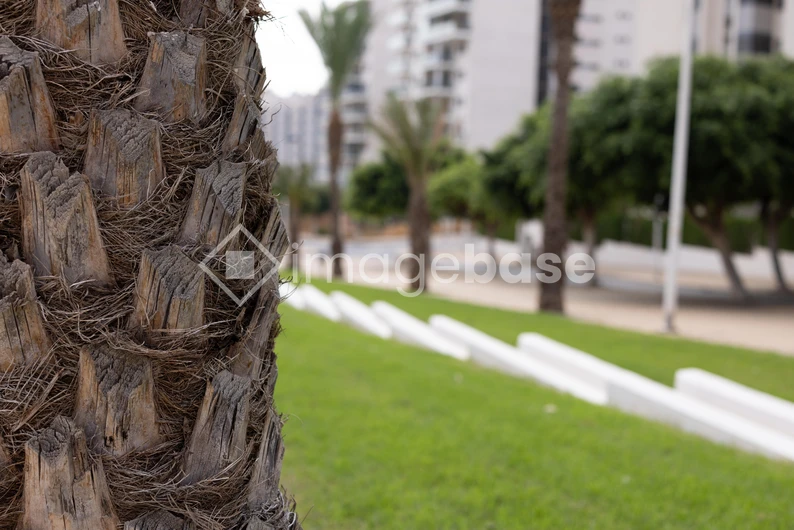 Urban Palm