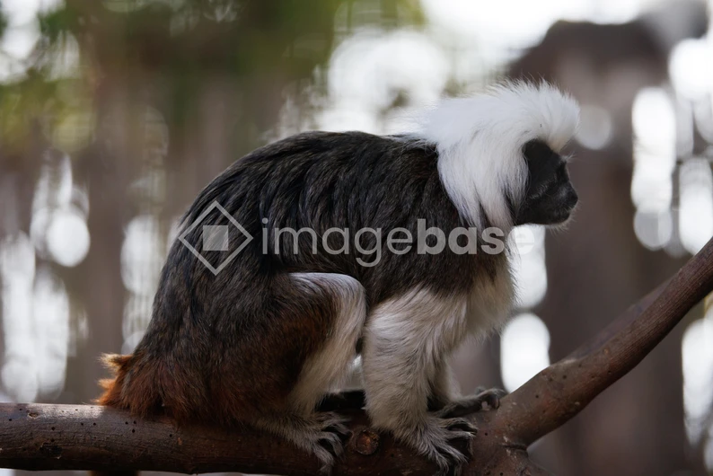 Cotton-top Tamarin on a Branch