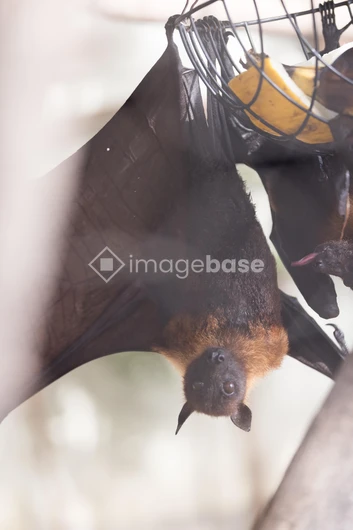 Hanging Bat Close-up
