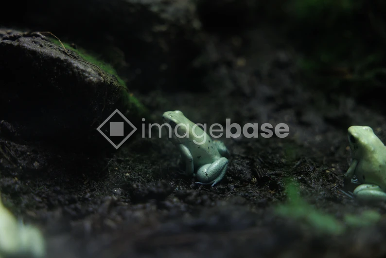 Frogs in Natural Habitat