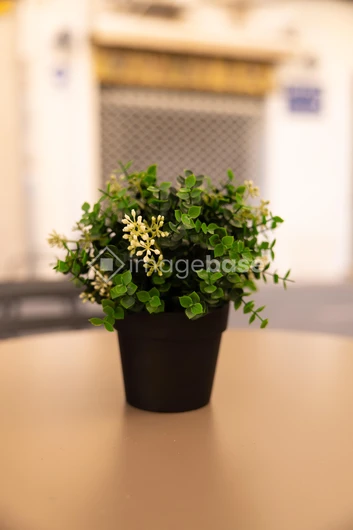Potted Plant on Table