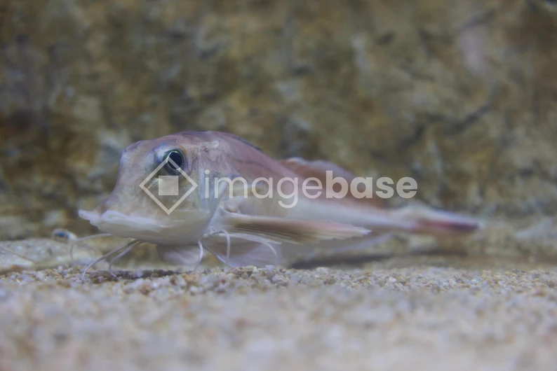Fish Underwater