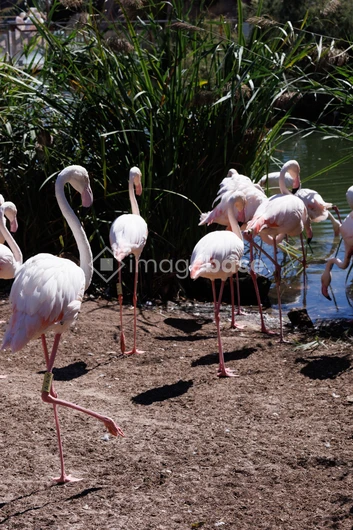 Flamingos by the Water