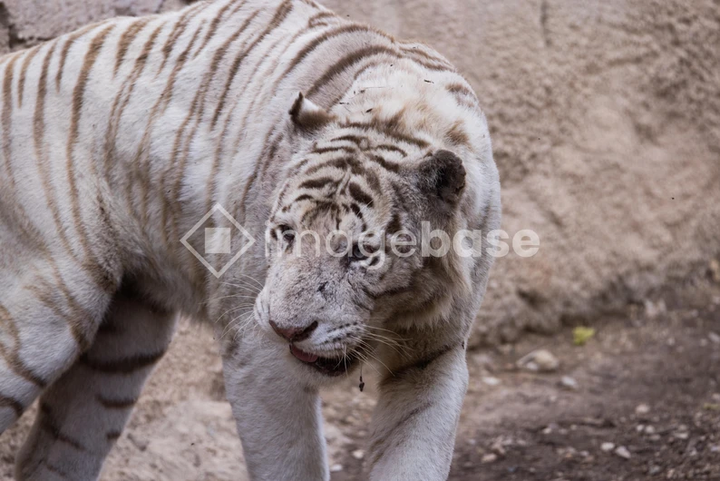 White Tiger in Natural Habitat