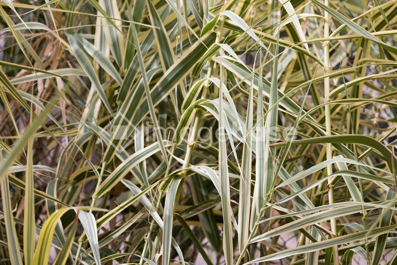 Lush Green Foliage