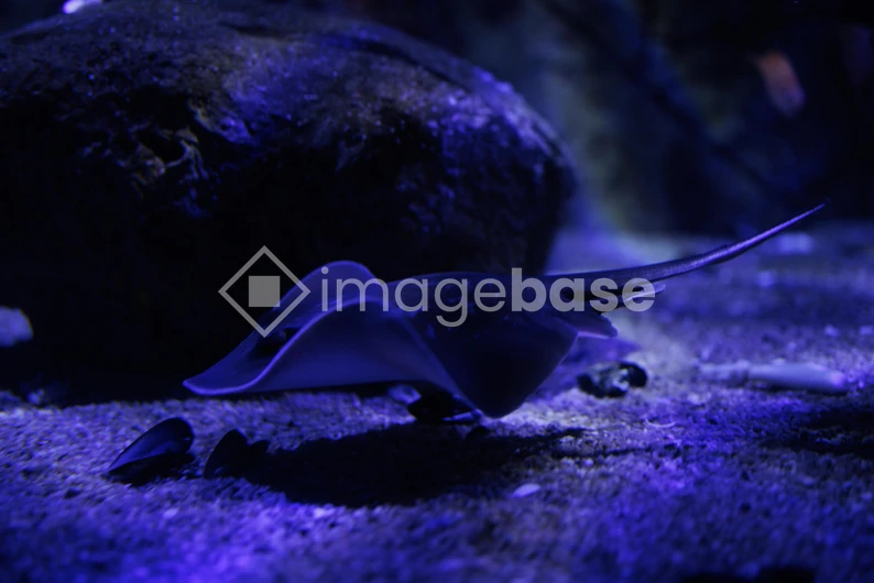 Stingray in an Aquarium