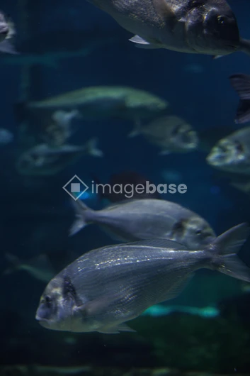 Underwater Fish in Aquarium