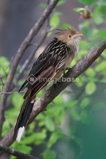 Bird Perched on a Branch