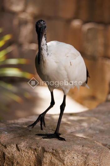 Walking Ibis