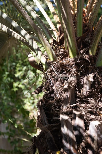 Close-up of Palm Tree
