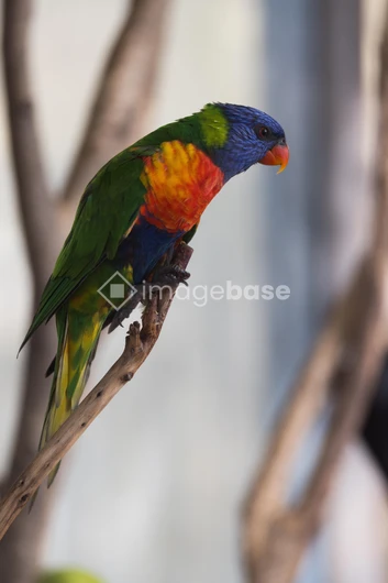 Vivid Rainbow Lorikeet