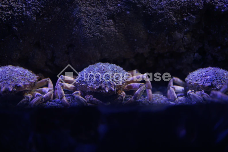 Crabs in Aquarium