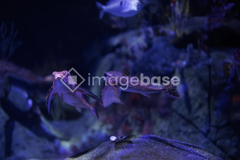 Underwater Life