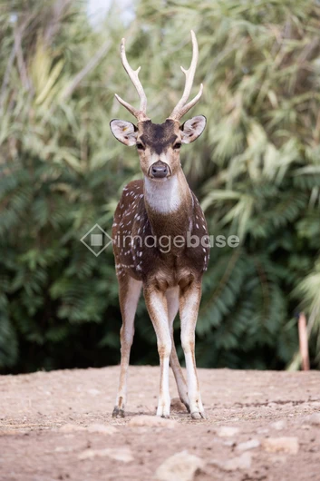 Graceful Deer in Its Natural Habitat