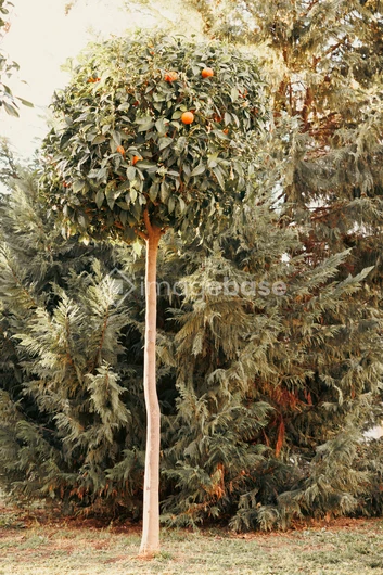 Orange Tree in a Garden